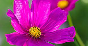 Pin On Garden Cut Flowers