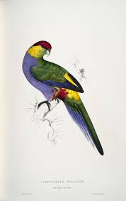 Illustrations Of The Family Of The Psittacidae Or Parrots Decorative Arts Illustrations Of The Family Of Psittacidae Or Parrots The Greater Part Of Them Species Hitherto Un Parrots Art Bird Prints Bird Illustration