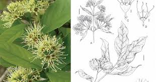 Image result for Combretum sp. A