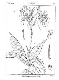 Image result for Habenaria peristyloides