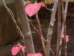 Image result for Alchornea occidentalis