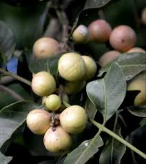 Image result for Aphanamixis