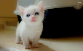These 5 adorable kitten all need good homes. White Kitten Wallpapers Top Free White Kitten Backgrounds Wallpaperaccess
