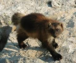 North American Wolverine Wolverine Animal Animals Rare Animals