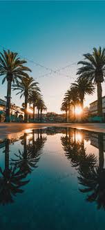 Here are only the best hd sunset wallpapers. Palm Tree Sunset Iphone 11 Wallpaper