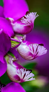 Image result for Polygala petitiana