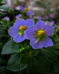 Image result for Exacum