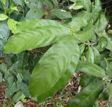 Image result for Campylospermum vogelii