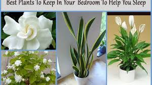 Gerbera daisies are one of the best plants for releasing oxygen at night, which can help you to breathe easier while you catch your z's. Best Plants To Keep In Your Bedroom To Help You Sleep Home Gardeners