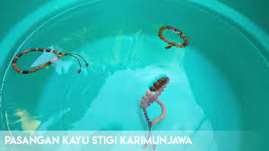 Cara mengetes kayu stigi asli dan harga tasbih kayu stigi asli. Cara Tes Kayu Gaharu Asli By Ki Baguswijaya