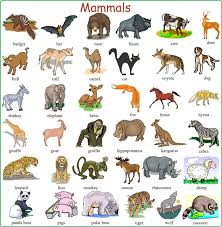 Learn English Vocabulary Through Pictures 100 Animal Names Eslbuzz Learning English Animals Name With Picture English Vocabulary Learn English Vocabulary