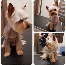 Check spelling or type a new query. 24 Best Yorkie Hairstyles For Males Yorkshire Terrier Haircuts The Paws Yorkie Hairstyles Yorkshire Terrier Haircut Yorkie Terrier