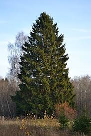 We did not find results for: Picea Abies Wikipedia