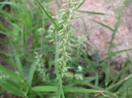 Image result for Dinebra