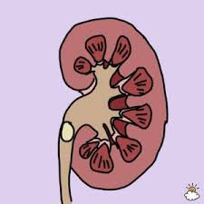 Freeimages pictures kidney stone images. Humor Archives The Nasty Wench