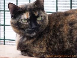 epingle sur septembre 2020 nos seniors en or adoptes