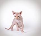 Sphynx Canada Kittens