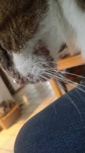 Pemphigus foliaceus (pf) is the most common autoimmune skin disease recognized in cats 1, 2. Can Feline Flea Allergy Set Off Auto Immune Pemphigus Foliaceus Petcoach