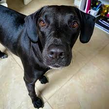 Teddy bear puppies for sale. Should I Get An Energetic Lab Hound Mix Dog K9 Web