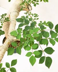 Image result for Commiphora pteleifolia