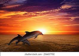 Dolphin Jump Sunset Images Stock Photos Vectors Shutterstock