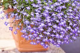 Image result for lobelia combine composition