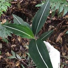 Image result for Hetaeria