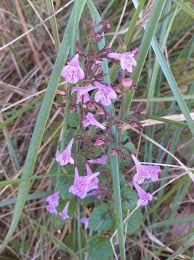 Image result for Clinopodium simense