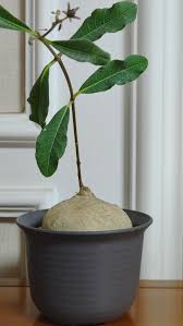 Image result for Raphionacme madiensis