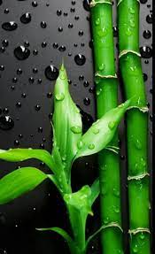 But please put the size of your screen in the title to help. 2021 02 17 By Your Patience Possess Your Souls In 2021 Original Iphone Wallpaper Mobile Wallpaper Android Smartphone Wallpaper