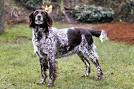 Small Münsterländer - Wikipedia