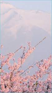| see more about grunge, pink and. Free Download Sakura Wallpaper Tumblr Aesthetic Backgrounds Pastel Pink 1047x1862 For Your Desktop Mobile Tablet Explore 32 Aesthetic Backgrounds Aesthetic Wallpaper Aesthetic Wallpapers Cute Aesthetic Wallpapers