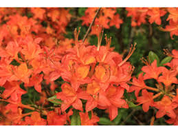 Azaleas can be transplanted successfully during almost any season of the year but in the early fall, at the beginning of their dormant period, is the transplanting azaleas and small shrubs. Rhododendron Calendulaceum Flame Azalea Native Plants Of North America