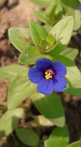 Image result for Anagallis oligantha