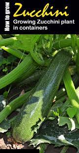 How To Grow Zucchini In Containers Growing Zucchini Plant Growing Zucchini Zucchini Plants Growing Cucumbers