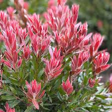 Image result for Callistemon