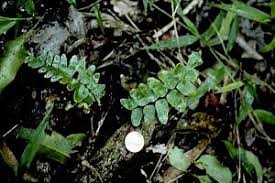 Image result for Asplenium currorii