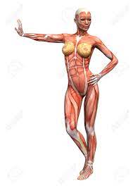 It is the most complete reference of human explore over 6700 anatomic structures and more than 670 000 translated medical labels. 3d Digital Render Of A Female Anatomy Figure With Muscles Map Stock Photo Picture And Royalty Free Image Image 26523528