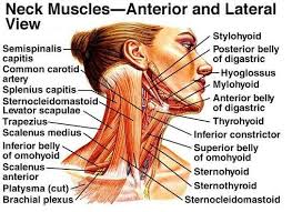 Facial Neck Head Muscles Lecture Notes For Muscles Of The Head And Neck Neck Muscle Anatomy Muscle Anatomy Head Muscles