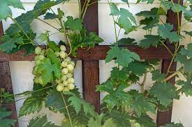 Wenn die weintrauben im garten reifen, wächst die vorfreude auf eine reiche weintraubenernte. Susse Trauben Fur Den Garten Kraut Ruben