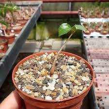 Image result for Commiphora kua