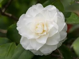Types of white flowers and their names. My 30 Favorite Types Of White Flowers For Your Gardens A To Z Home Stratosphere