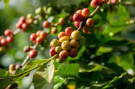 Coffee 101 What Does A Coffee Plant Look Like The Roasterie