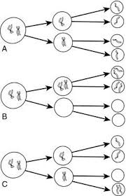 Nondisjunction Normal Meiosis A Is Contrasted With Failure Of Homologous Chromosomes To Separate In Meiosis I B Or Biology Classroom Genetics Cells Lesson