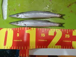 千葉 富津の磯でカマス釣り 釣り場でカマスの回遊に遭い １５匹の釣果を得ました 房総半島 一期一会の釣りめぐり