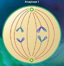Difference Between Anaphase 1 And Anaphase 2 Different Cell Division Informative