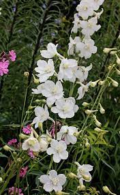 Pin On Flower Garden Zone 10b