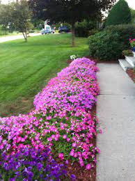 Creeping Petunia That Border Our Side Walk Did Well With This Year Hot Summer Weather Landscape Edging Flower Boarders Outdoor Gardens