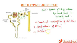 Part 2 in a 8 part lecture on filtrate reabsorption in a flipped human physiology course taught by wendy riggs. Distal Convoluted Tubule Dct Youtube