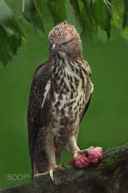 Birds Of Prey Texas Hill Country Changeable Hawk Eagle The Changeable Hawk Eagle Or Crested Hawk Eagle Nisaetus Cirrhatus Is A Large Bird Of Prey In 2020 Hawk Eagle Largest Bird Of Prey Eagle